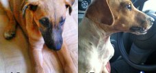 Fotos dos cães adotados- João e Lili