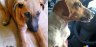 Fotos dos cães adotados- João e Lili